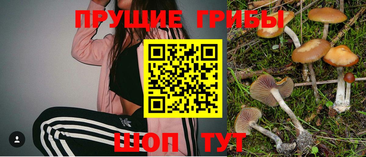 Псилоцибиновые грибы Psilocybe Магнитогорск